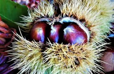 Calme et sérénité au gîte des hortensias - Foto 32