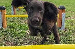 The Woodland Collection, 10 mins from beaches - Photo 33