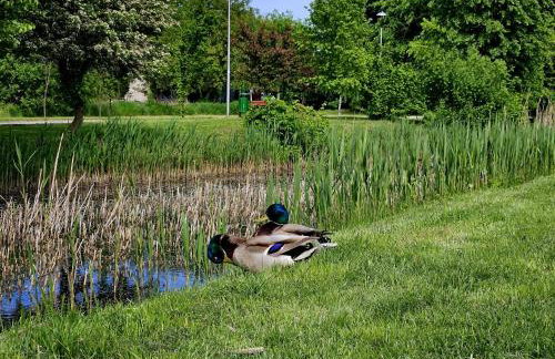 Countryside studio - Foto 26