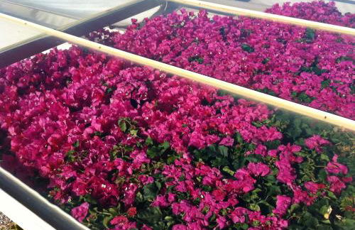 Antica Tindari - Foto 41