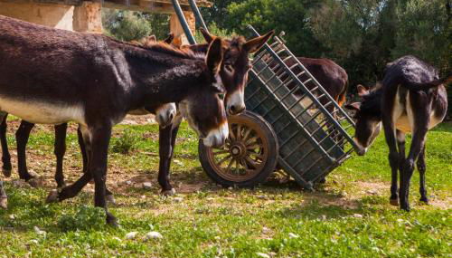 Oliver Moragues Grandhouse & Vineyard - Foto 3