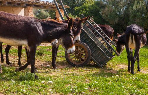 Oliver Moragues Grandhouse & Vineyard - Foto 3