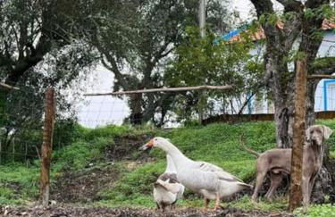 Refúgio da Águia - Foto 37