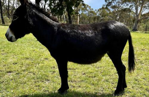 Au bonheur de provence - Foto 15