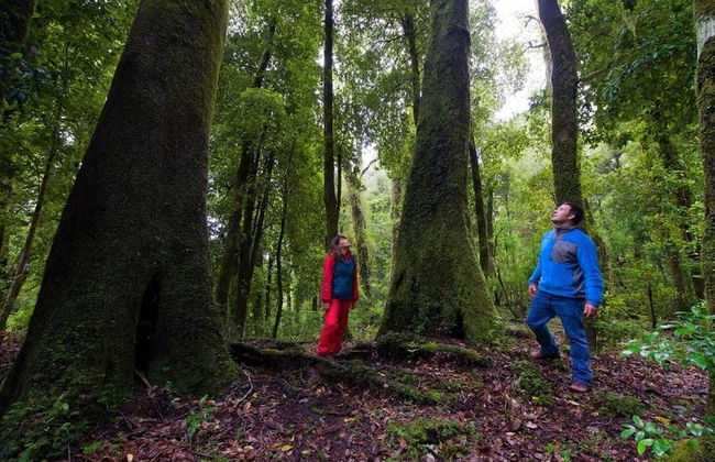 Cabañas Choshuenco - Foto 12