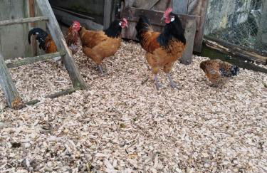 Au pied du vignoble Champenois - Foto 3