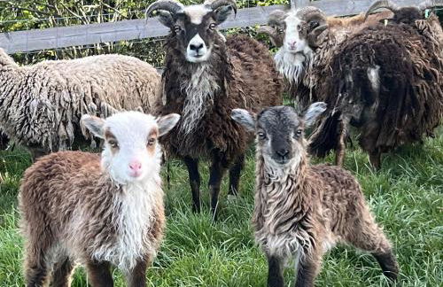 Gooseyard at Middle Farm and Cottages - Foto 24