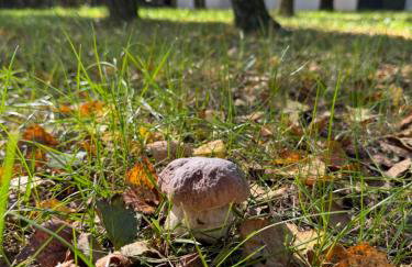 Ackermannia - Foto 48