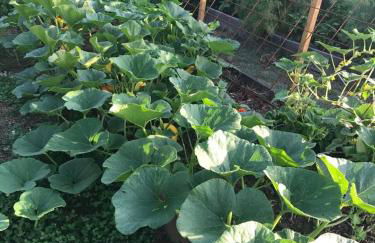 Agroturismo Rafal Rubí - Foto 55