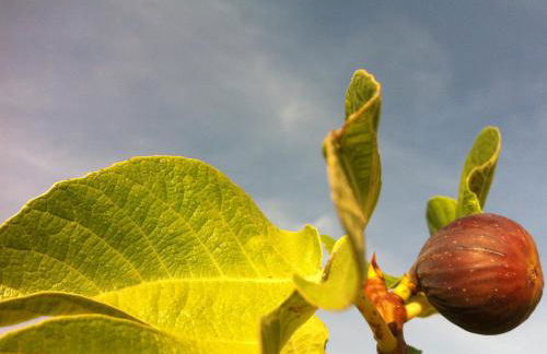 I Giardini di Pomona - Foto 17