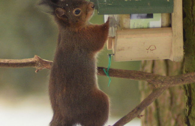 Chalet With Garden in Antwerp Kempen - Foto 15