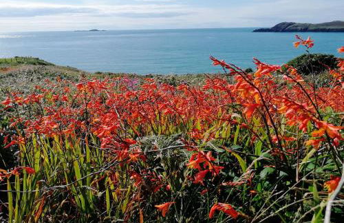 Ty Gwennol St Davids - Photo 16