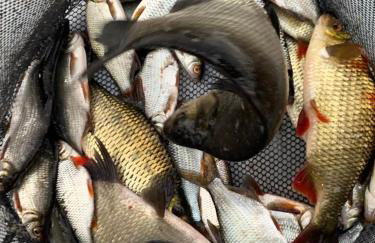 Natura Apartamenty - Foto 3