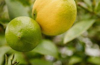 VILLA Centre Guethary piscine acces ocean a pied - Foto 79