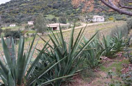 Agriturismo Su Solianu - Foto 41