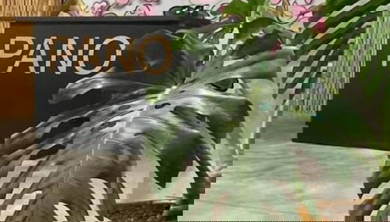 Pano Hotel - Foto 2, Recepción