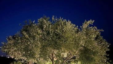 Villa Aurelia - Foto 3, Garden, Garden view