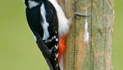 Blaenplwyf Shire Pods - Foto 5