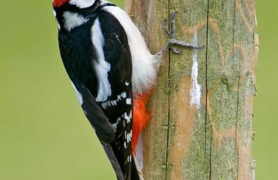 Blaenplwyf Shire Pods - Foto 5