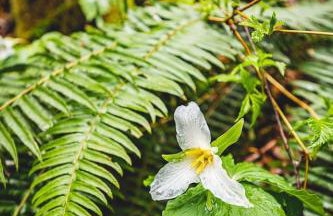 ElkCreek Inn Creekside tiny home - Foto 32