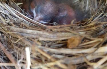 Chalé Pakere Bellavista - visão magnífica do vale e montanhas a mais de mil metros de altitude, wi-fi, sauna, piscina e água de nascente - locação do chalé sem prestação de serviços - Foto 75