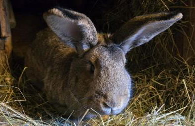 Waitzdorfer Landhaus Pieper - Foto 6