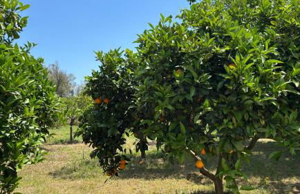 Finca Sa Cova de Mallorca - Foto 74