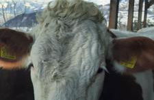 Moarhof Gufidaun - Photo 23