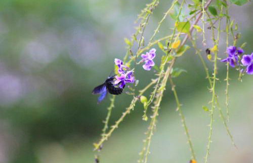 Chalés Saint Germain - Foto 40
