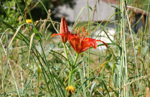 Pur Mountain View Flat - Foto 16