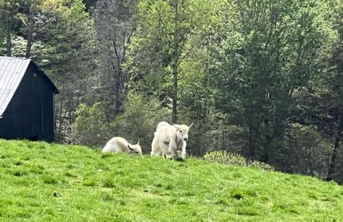 Rise and Shine! A Gorge-ous cabin! - Foto 28