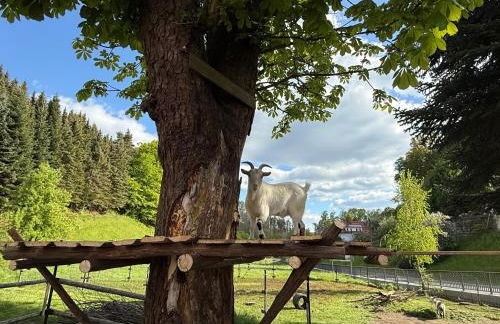 Naturhof Kluge - Foto 56