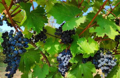 Villa Dorina - Foto 55