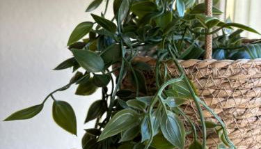 Modernes Apartment Dornberg - Foto 5