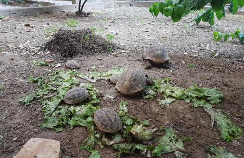 Villa Spanjol - Foto 33