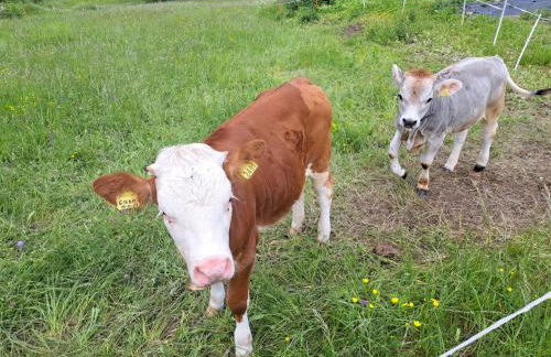 Apartment El Cor - Photo 12