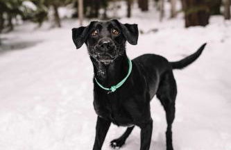 Walk to Everything Bikes AC Dog Friendly - Foto 26