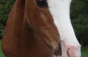 Schöne Aussicht - Foto 26