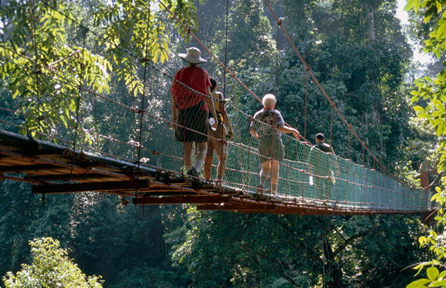 Caminata por la selva tropical - Foto 1