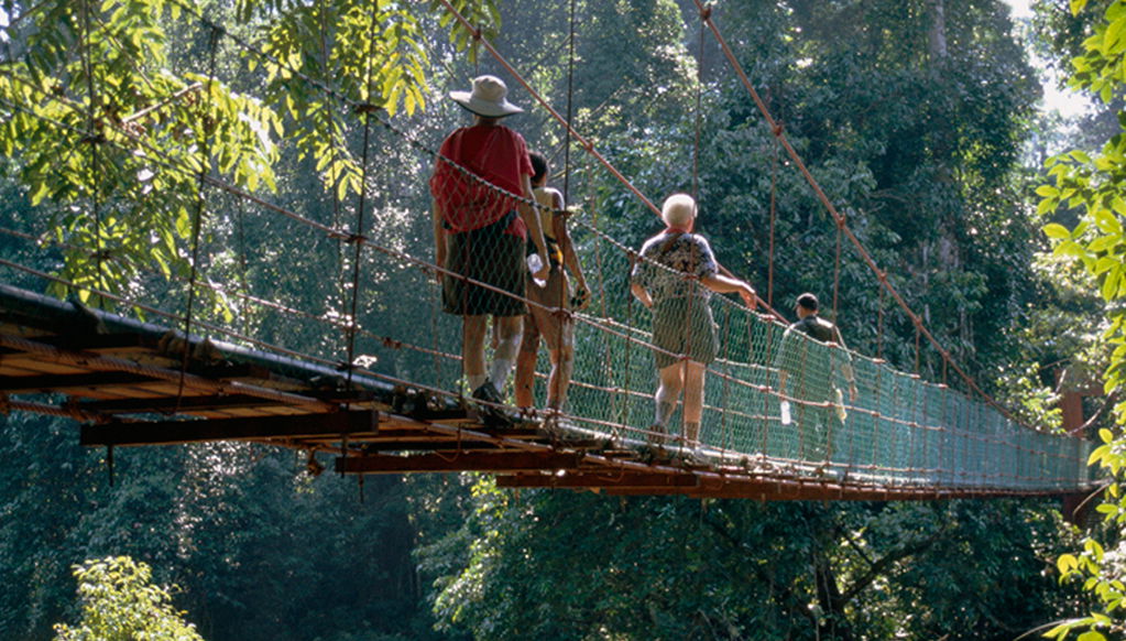 Caminata por la selva tropical - Foto 1