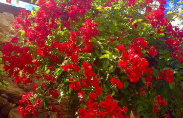 Apartments Dajčić - Foto 55