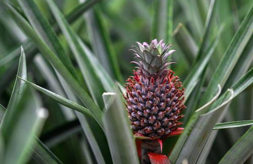 Pineapple Studio - Photo 52