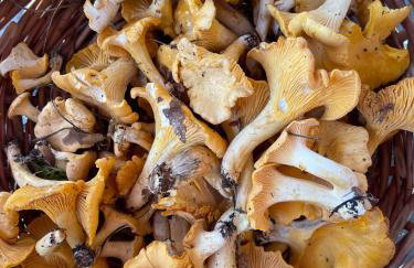 Winnica Bursztynowa - Foto 28