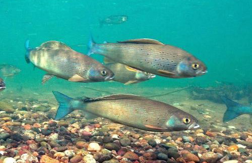 Riverfront Cabin Rental with All Meals Included inside Katmai National Park on the Alagnak Wild River, Alaska - Foto 24