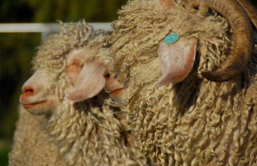 Wine Country Private Working Sheep Farm; Rustic Elegance - Foto 4