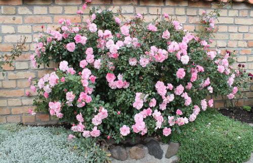 Ferienhaus Am Linden-Brink - Foto 36