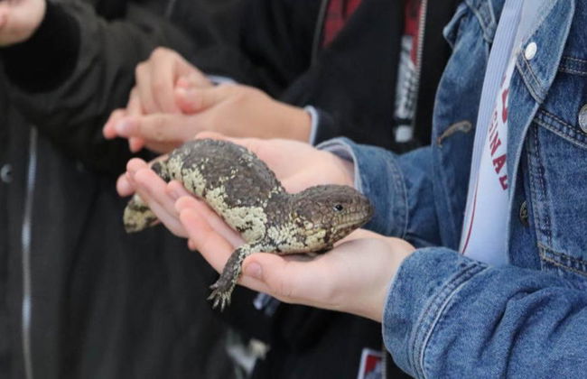 Billets d'entrée générale pour le parc animalier Gorge Wildlife Park - Photo 5