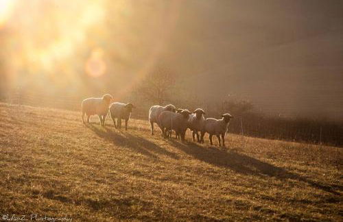 Qi Gong Haus - Foto 35