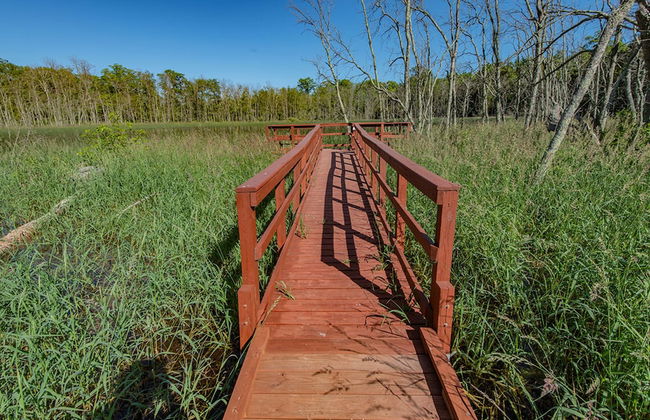 The Rushes - Foto 60