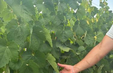 Bosco Elda - Foto 33